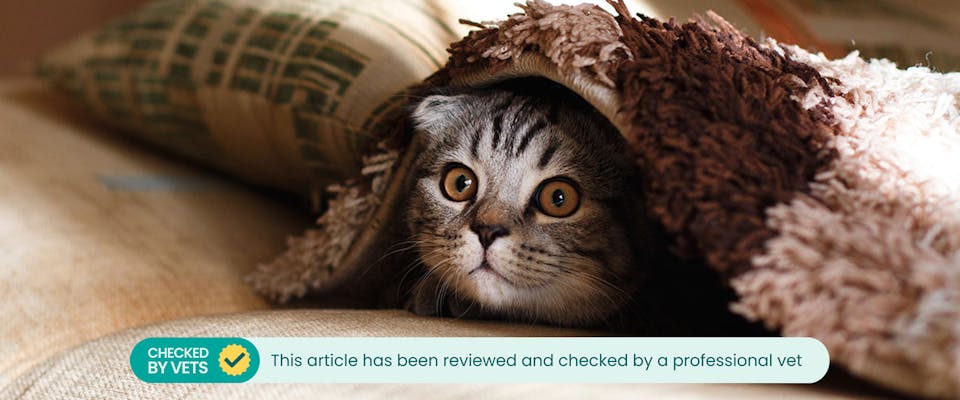 Feline sales anxiety treatment